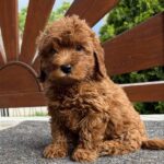 Adam-male-cavapoo-puppy-for-sale- (1)