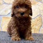 Adam-male-cavapoo-puppy-for-sale- (2)