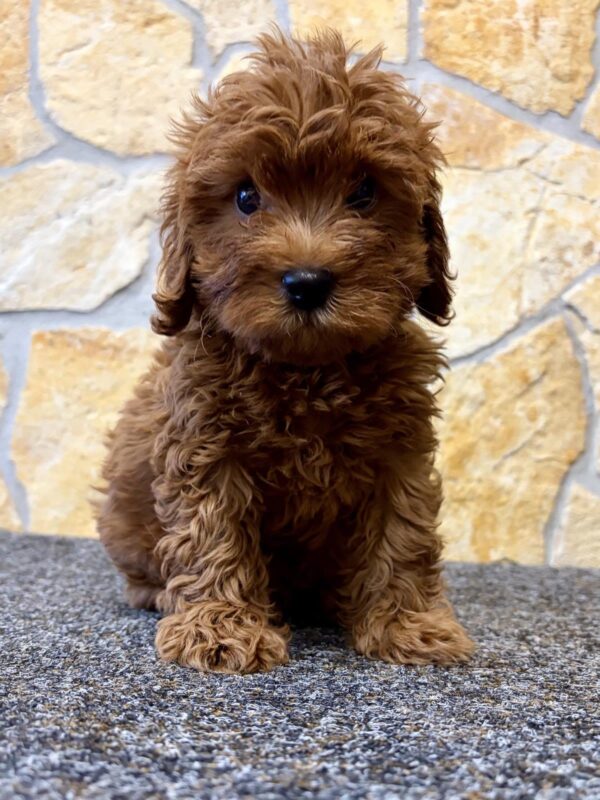 Adam Cavapoo Adam Cavapoo