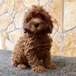 Adam-male-cavapoo-puppy-for-sale- (3)