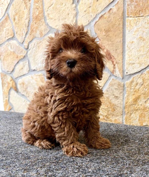 Adam Cavapoo Adam Cavapoo
