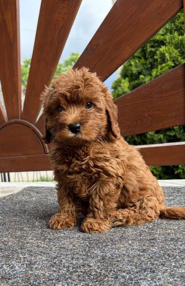 Adam Cavapoo Adam Cavapoo