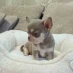 Albina-female-Chihuahua-puppy-for-sale-1