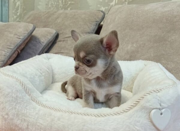 Albina Chihuahua Albina Chihuahua