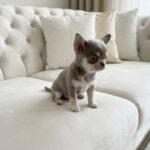 Albina-female-Chihuahua-puppy-for-sale-2