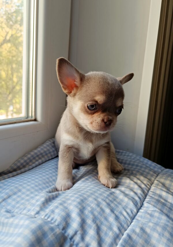 Albina Chihuahua Albina Chihuahua