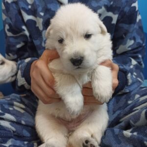 Aldona White Swiss Shepherd Aldona White Swiss Shepherd