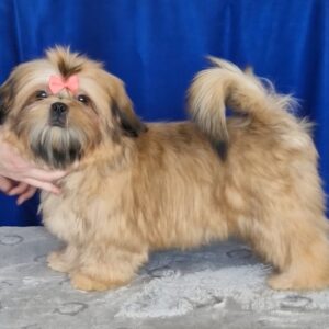 Aleanta Shih Tzu Aleanta Shih Tzu