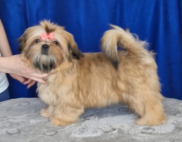 Aleanta Shih Tzu Aleanta Shih Tzu