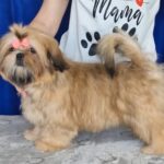 Aleanta-female-Shih-Tzu-puppy-for-sale-2