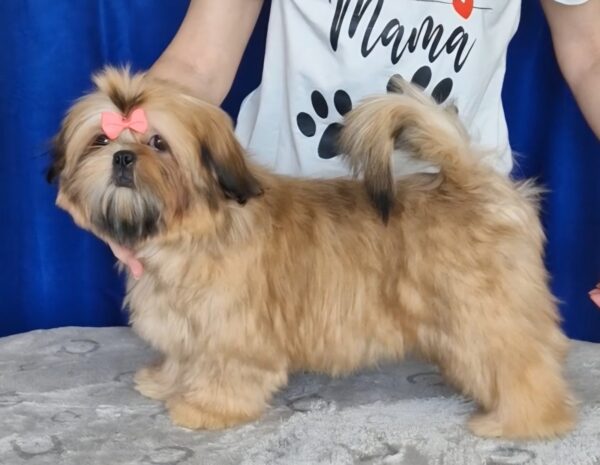 Aleanta Shih Tzu Aleanta Shih Tzu