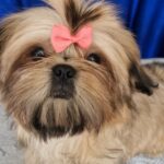 Aleanta-female-Shih-Tzu-puppy-for-sale-3