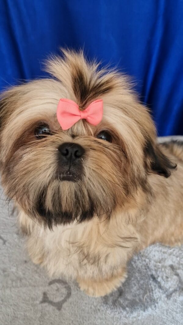 Aleanta Shih Tzu Aleanta Shih Tzu