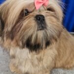 Aleanta-female-Shih-Tzu-puppy-for-sale-4