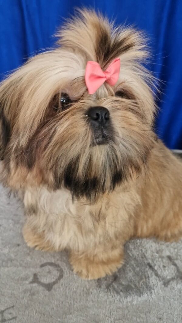 Aleanta Shih Tzu Aleanta Shih Tzu