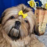 Aleanta-female-Shih-Tzu-puppy-for-sale-5