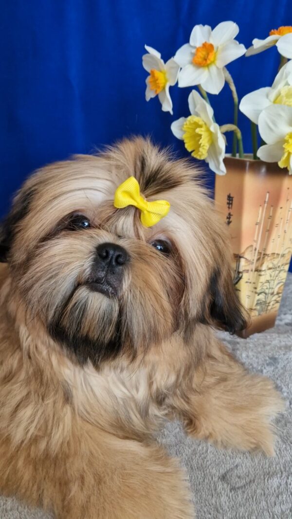 Aleanta Shih Tzu Aleanta Shih Tzu