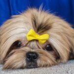 Aleanta-female-Shih-Tzu-puppy-for-sale-6