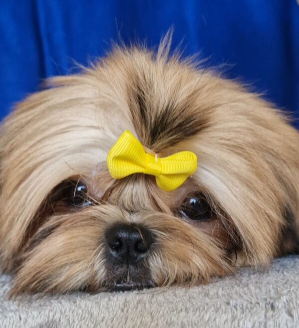 Aleanta Shih Tzu Aleanta Shih Tzu