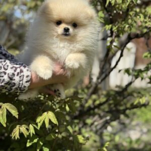 Allana Pomeranian Allana Pomeranian
