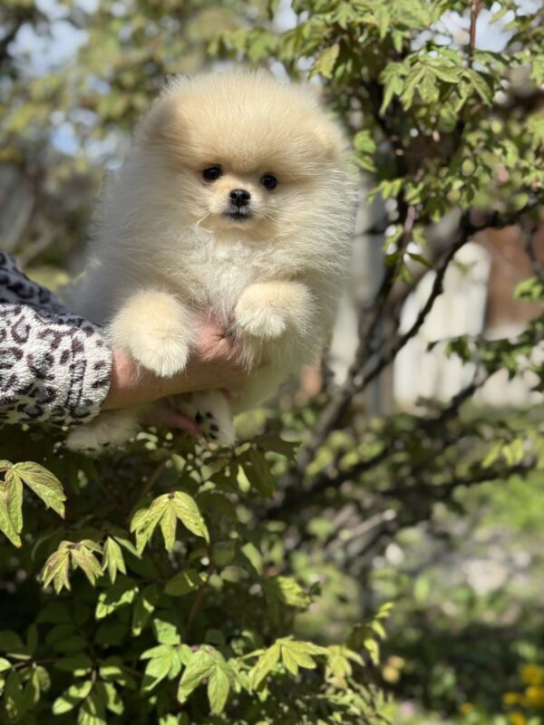 Allana Pomeranian Allana Pomeranian