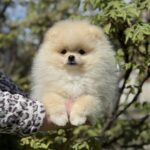 Allana-female-Pomeranian-puppy-for-sale-2