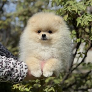 Allana Pomeranian Allana Pomeranian