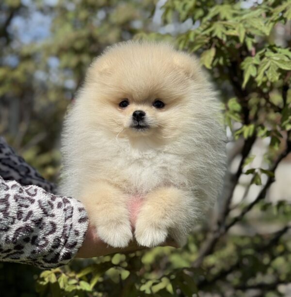 Allana Pomeranian Allana Pomeranian
