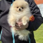 Allana-female-Pomeranian-puppy-for-sale-3