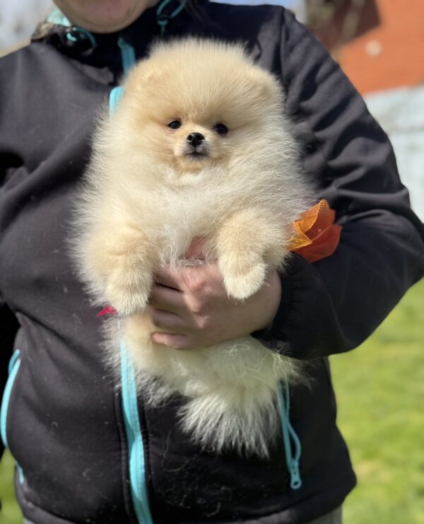 Allana Pomeranian Allana Pomeranian