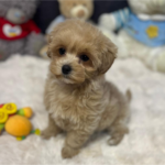 Alma-female-maltipoo-puppy-for-sale-1 (1)(1)(1)