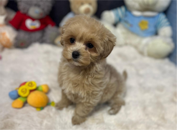 Alma Maltipoo Alma Maltipoo