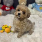 Alma-female-maltipoo-puppy-for-sale-1 (2)(1)