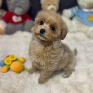 Alma Maltipoo Alma Maltipoo