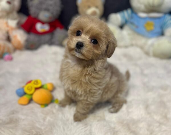 Alma Maltipoo Alma Maltipoo