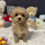 Alma-female-maltipoo-puppy-for-sale-1 (3)(1)
