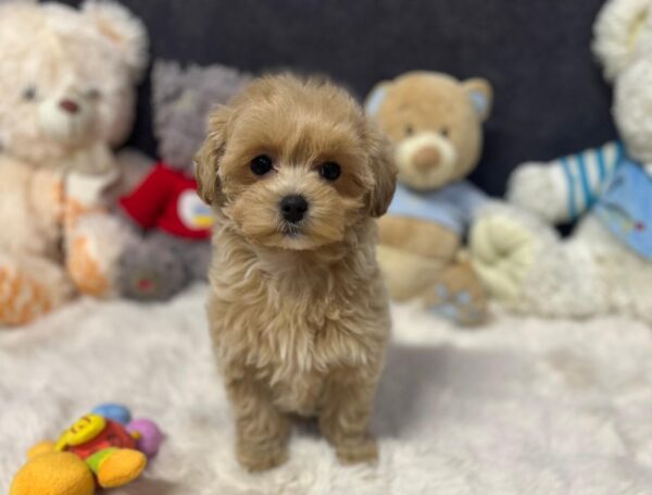 Alma Maltipoo Alma Maltipoo
