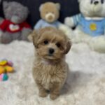 Alma-female-maltipoo-puppy-for-sale-1 (4)(1)