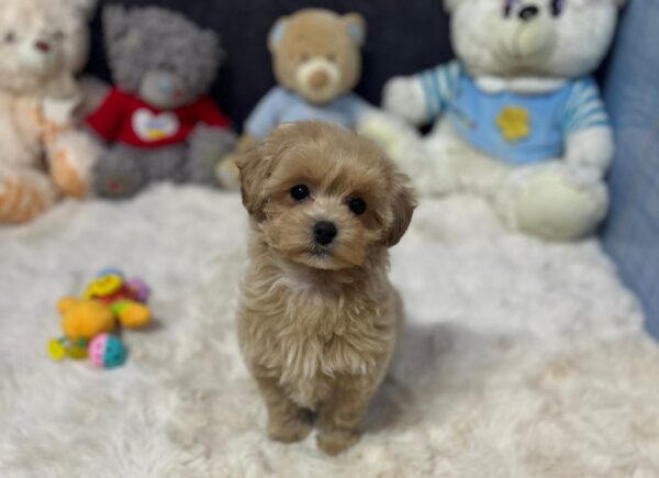 Alma Maltipoo Alma Maltipoo
