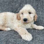 Alpha-male-golden-doodle-puppy-for-sale- (1)