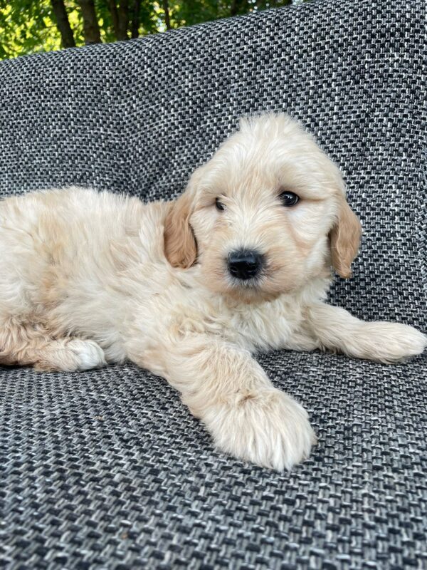 Alpha Goldendoodle Alpha Goldendoodle