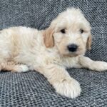 Alpha-male-golden-doodle-puppy-for-sale- (2)