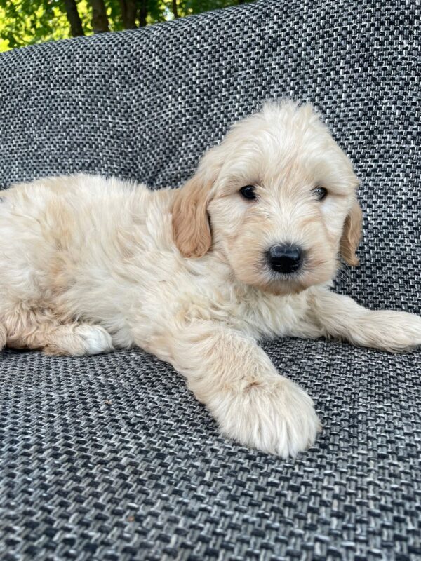 Alpha Goldendoodle Alpha Goldendoodle