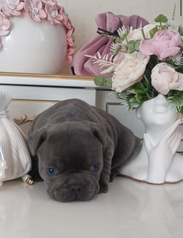 Arzhan French Bulldog Arzhan French Bulldog
