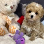 Argo-male-maltipoo-puppy-for-sale-1 (1)(1)