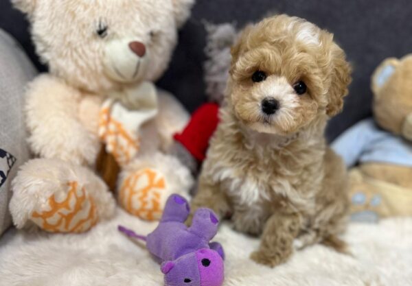 Argo Maltipoo Argo Maltipoo