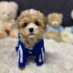 Argo-male-maltipoo-puppy-for-sale-1 (2)(1)