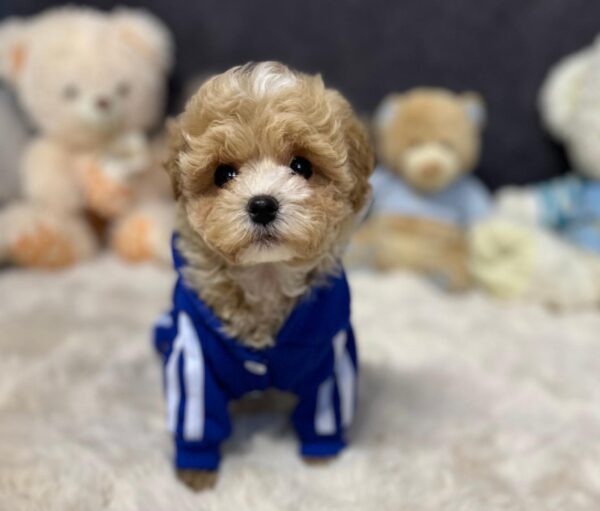 Argo Maltipoo Argo Maltipoo