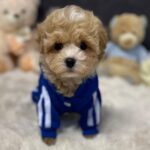 Argo-male-maltipoo-puppy-for-sale-1 (3)(1)