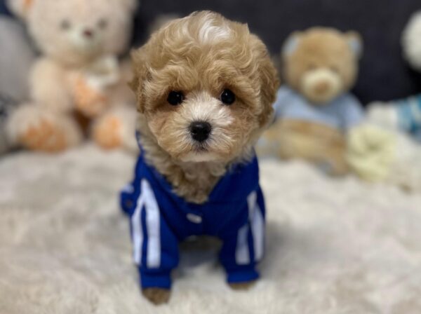 Argo Maltipoo Argo Maltipoo